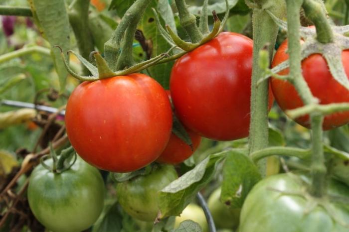 Урожай томата Взрыв, судя по описанию и отзывам, можно ожидать через 90-110 дней