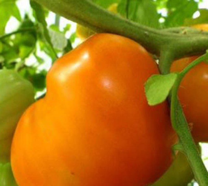 Сорт томатов Золотое сердце выведен российскими специалистами по селекции