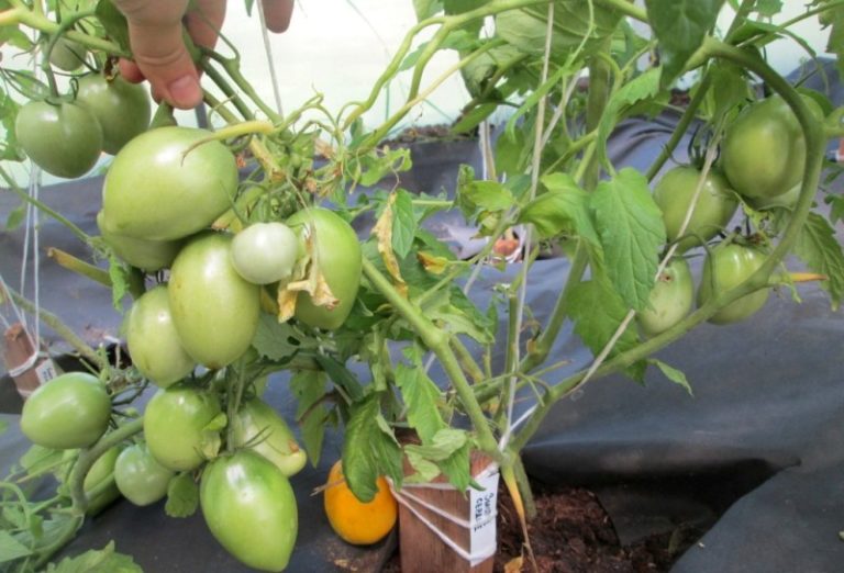Выращивать данный сорт помидоров можно в открытом грунте в любых регионах России кроме северных районов. При этом детерминантные кусты прекрасно чувствуют себя в тепличных условиях