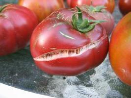 Каждый дачник должен знать, почему трескаются помидоры в теплице
