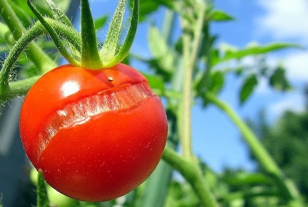Нередко причина треснувших томатов кроется в резких перепадах температур и влажности
