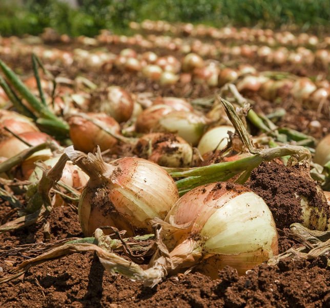 Выращивание лука предполагает, что луковицы при уборке нужно подкапывать, чтобы не повредить корневое донце