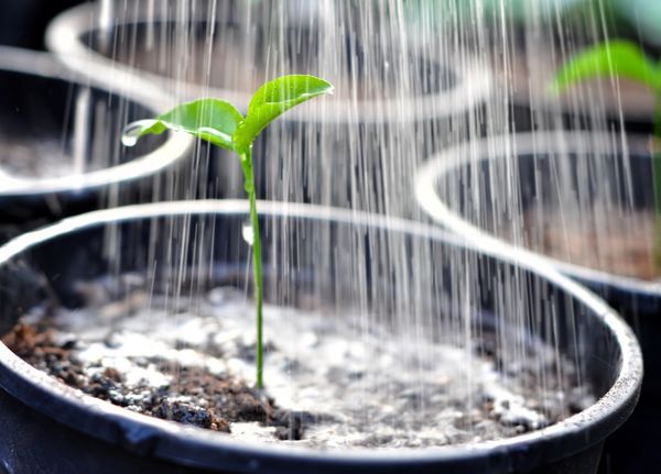 Прежде чем выращивать перец, стоит позаботиться о первостепенных мероприятиях — подготовка почвы и оросительной системы