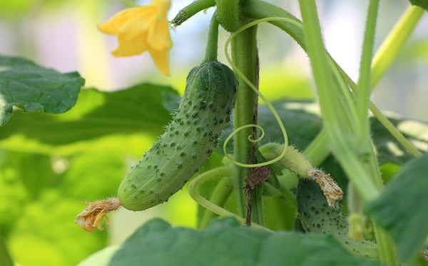 Многие овощеводы считают, что усы вытягивают соки из растения, сокращают время плодоношения