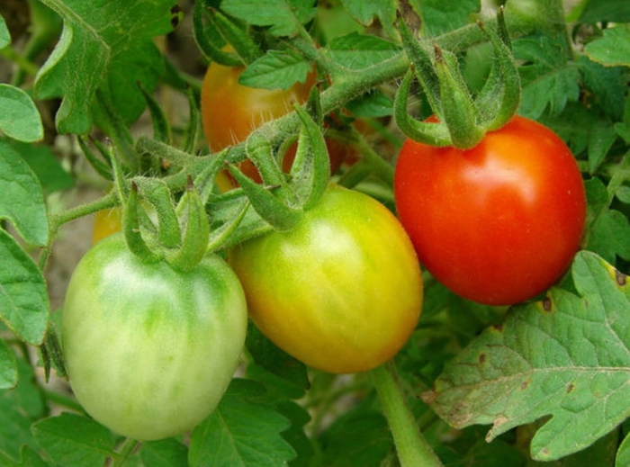Правильно поставленный кустарник — главное условие быстрого созревания томатов