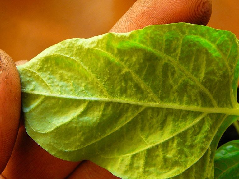 Насекомые-вредители также могут быть причиной желтых листьев у перца