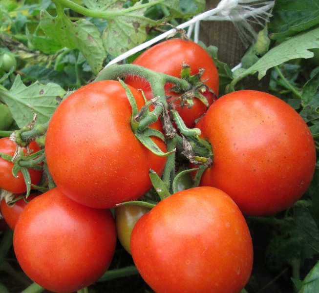 Многие хозяйки ценят эти прекрасные помидоры за то, что при термической обработке их кожица не растрескивается