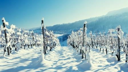 Все растения боятся сильных заморозков, потому нужно знать, как укрыть виноград на зиму