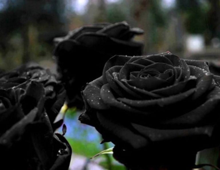 Вырастить черную розу мечтают практически все