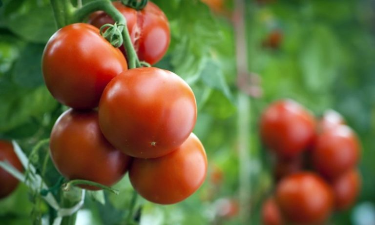 Благоприятному выращиванию помидоров в теплице из поликарбоната способствует своевременное внесение подкормок