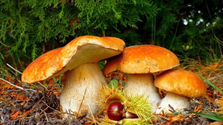 Любители грибники всегда с нетерпением ждут наступления летне-осеннего грибного сезона, чтобы порадовать себя и близких щедрыми дарами леса