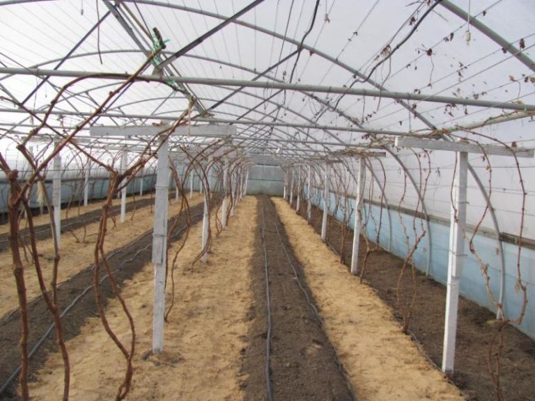 Происходит выращивание винограда в Сибири в теплице