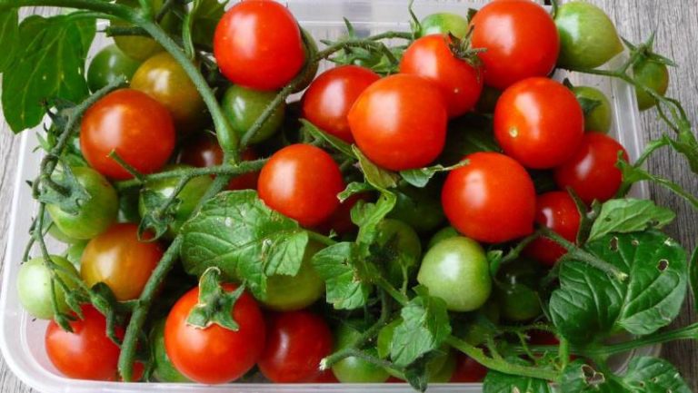 Черри ред не создан для транспортировки, при температуре + 8-15ºС помидоры способны сохраниться до 20-30 дней
