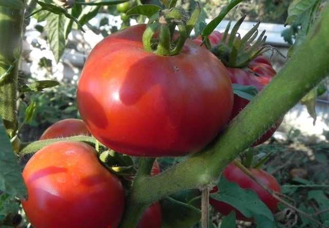 «Аленушка» — высокорослые помидоры нового поколения, которые отлично подходят для теплиц