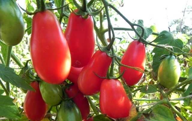 «Чио-чио-сан» — высокорослые томаты этого сорта обладают выдающимися качествами