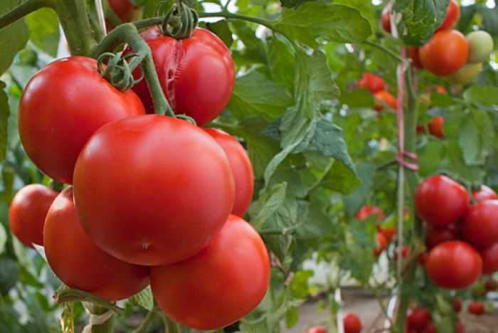 Благодаря прищипыванию помидоры перестанут расти вверх и всю силу отдадут на формирование новых плодов