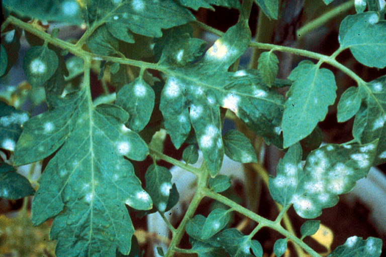 Мучнистая роса на помидорах в теплице — широко известное и опасное заболевание