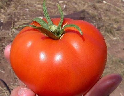 Как вырастить на своём участке волгоградский томат