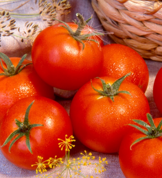 Если начинать выращивание с посева семян, то томаты данного сорта дают урожай уже через 105 дней после всходов