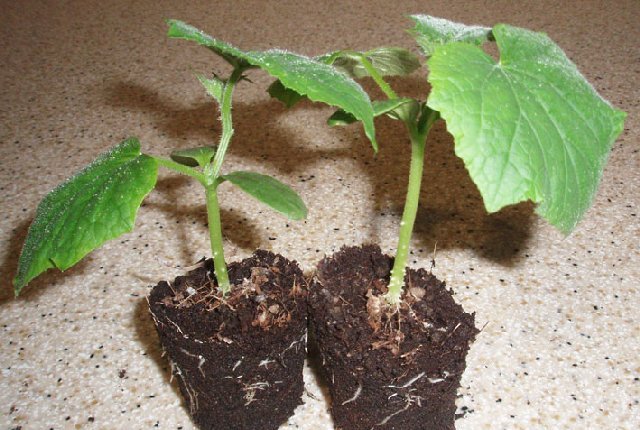 Лучшая почва для выращивания огурцов должна состоять из двух частей перегноя и по одной части дерновой земли, опилок и торфа