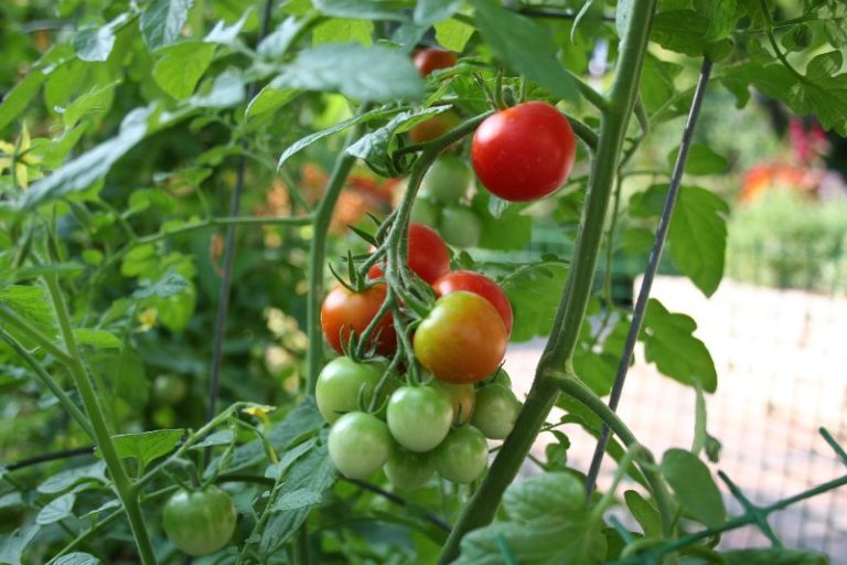 Помидоры и огурцы часто болеют одними и теми же болезными, поэтому, если томаты были больными, то лучше воздержаться от высадки хрустящих овощей