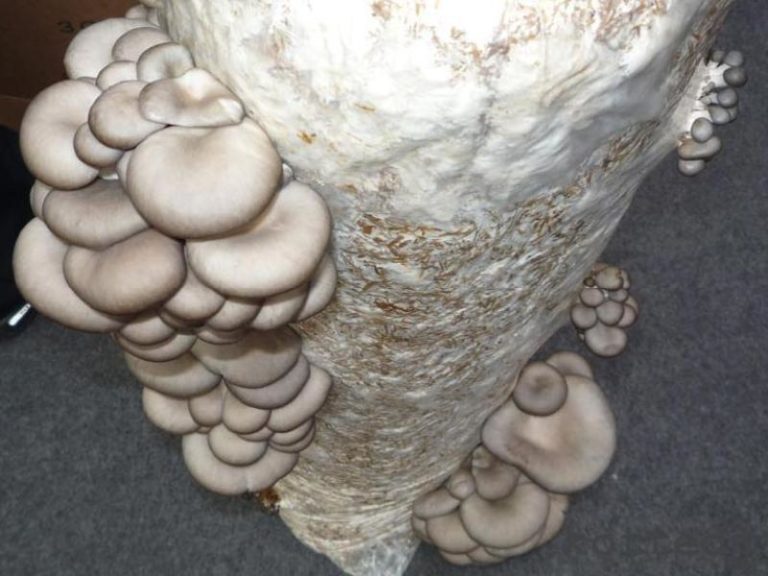 Важно знать, что при появлении первых зачатков грибов поливать их ни в коем случае нельзя