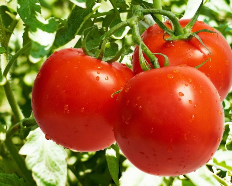 Это хорошие и самые урожайные сорта томатов, выращивающиеся под открытым небом