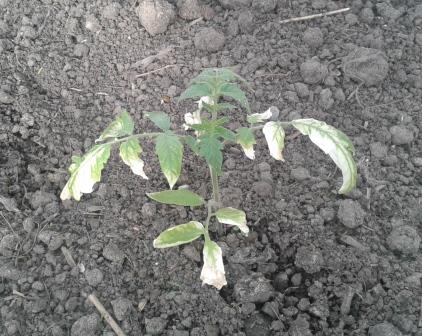 Белые листья томатах могут указывать на болезнь растения