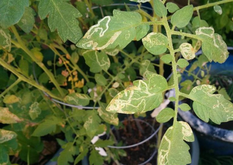 Пятна на листьях помидоров - белые, бурые, желтые, светло-зеленые и т. д. - могут быть вызваны вирусами, насекомыми-паразитами, грибами и бактериями