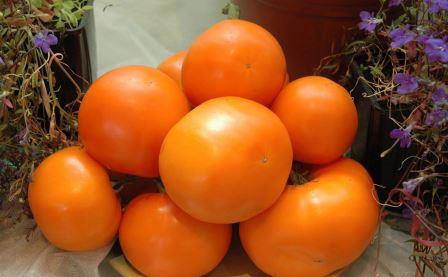 Любой огородник старается выбрать для своего участка урожайные помидоры