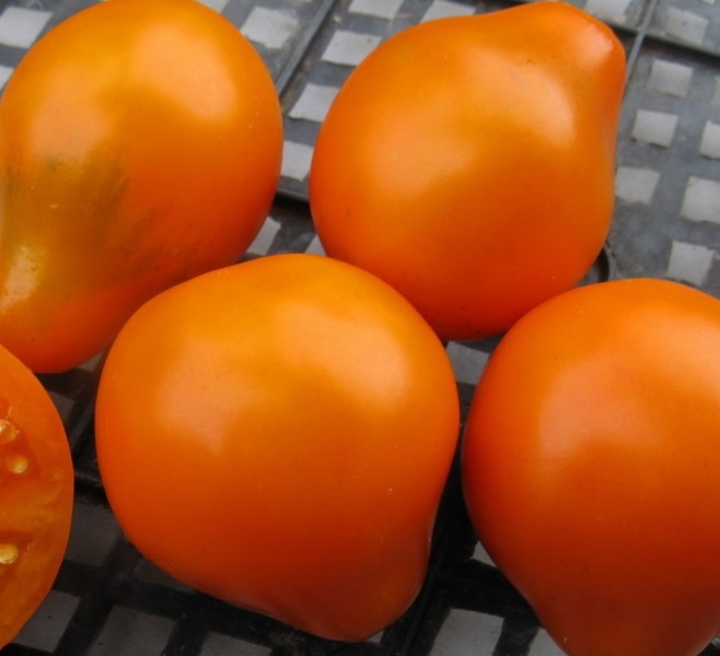 Необходимо отметить: голландские селекционеры предлагают большое количество помидорных сортов, которые способны давать более 20 кг товарных овощей с 1 м²