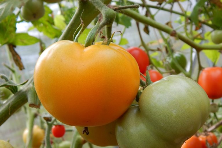 Многие аграрии уверены: самые урожайные томаты выводят сибирские специалисты по селекции