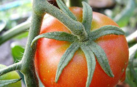 Плоды - круглой формы, тяжелые и крупные, масса одного помидора - от 300 до 800 г, поэтому урожайность составляет не менее 15 кг с 1 м кв.