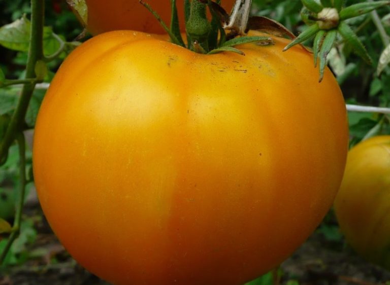 Но многие садоводы отмечают, что томаты подвержены различным заболеваниям, поэтому не всем удается собрать большое количество плодов с грядки