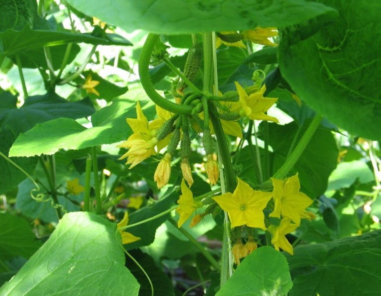 Препарат «Завязь» создан для того, чтобы помочь огородникам быстро справиться с проблемами, возникающими на стадии цветения и образования плодов