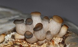 Вырастить грибы в домашних условиях сложно, но возможно