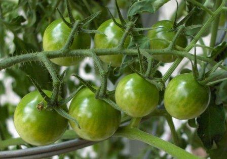 Вопрос о том, как организовать хранение зеленых помидор, становится актуальным в тот период, когда природные условия уже не позволяют ждать их созревания на кусте