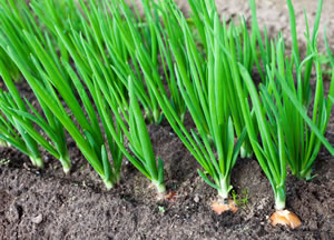 Зеленый лук, выращивание которого в отличие от других культур не требует особого ухода и полива, можно встретить в любом огороде