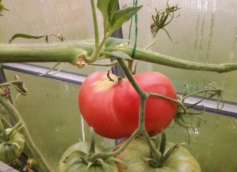 Помидоры этой коллекции за короткий срок стали одними из лидеров рынка производства томатов