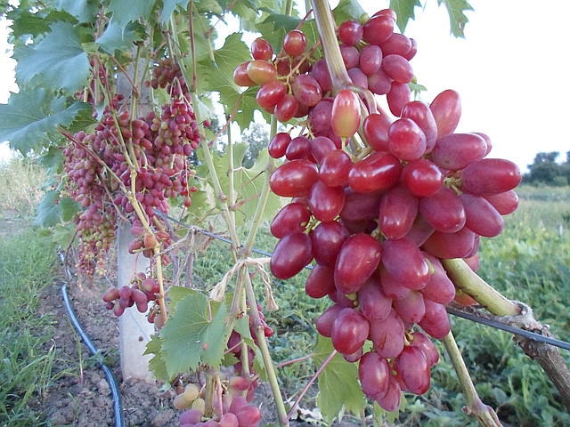 Арочный виноград
