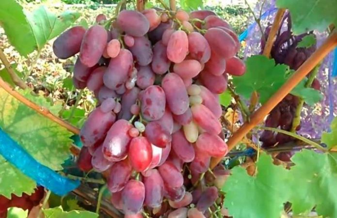 Сорт винограда Ризамат