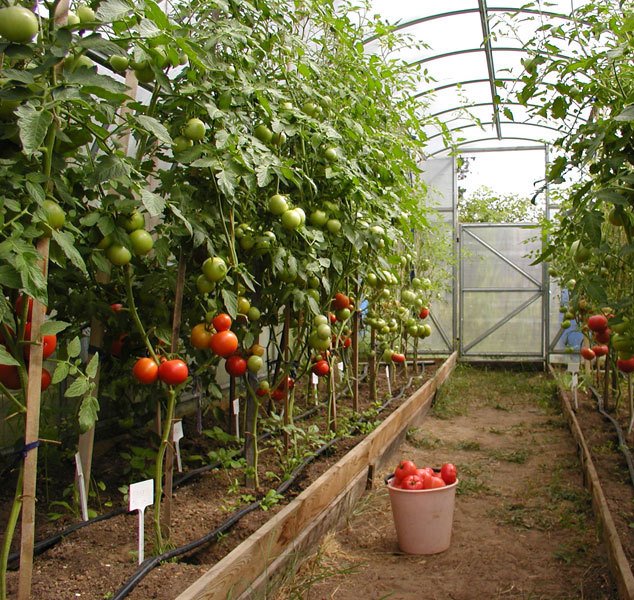 Что делать, если помидоры в теплице выросли очень высокие?